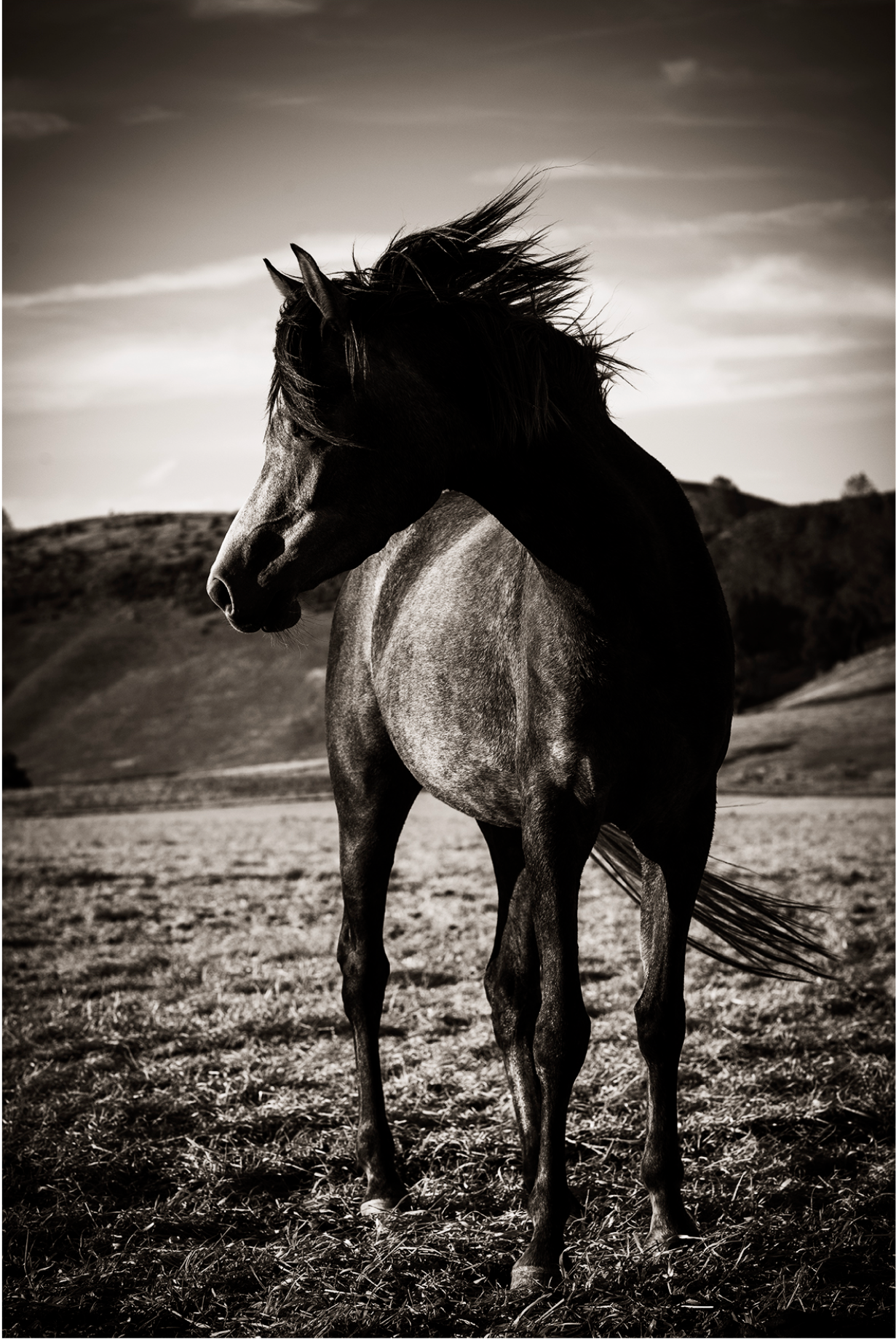 Black Beauty