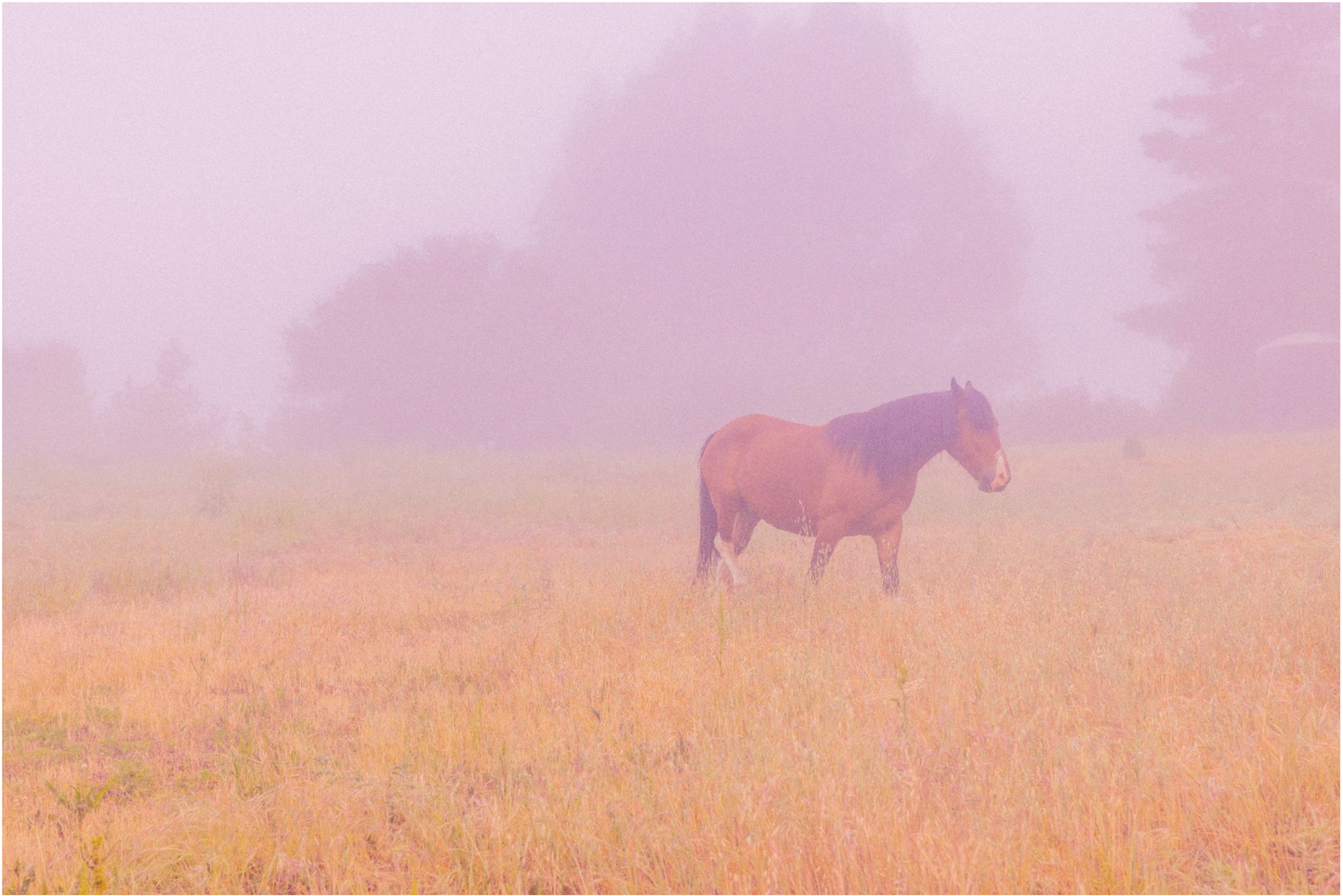 Monet II