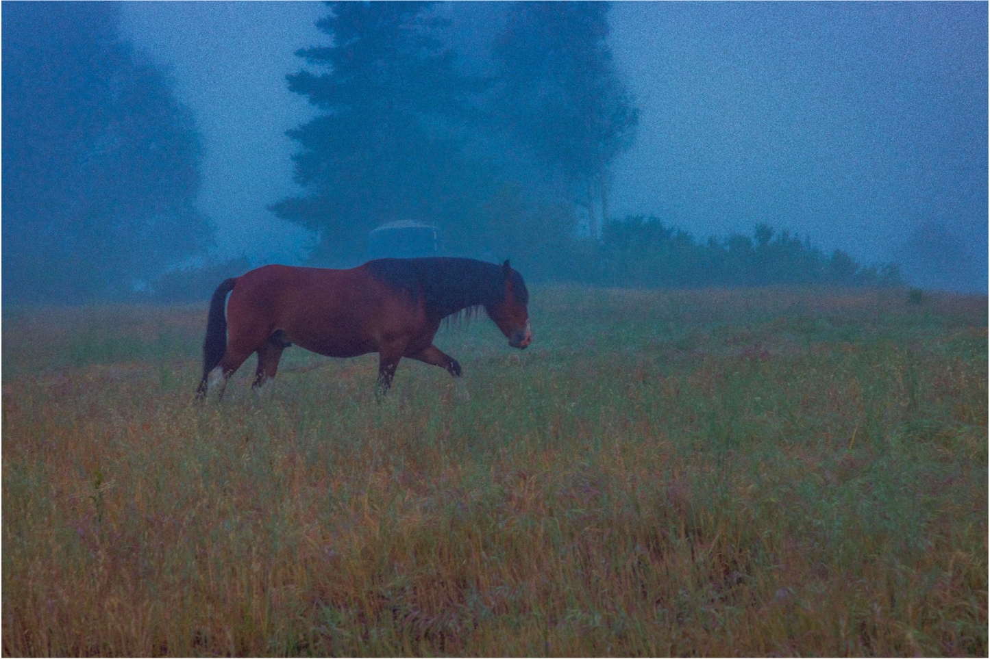Twilight