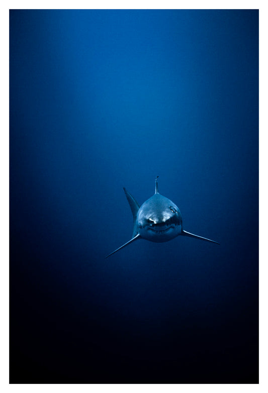 Deep Blue, 2009