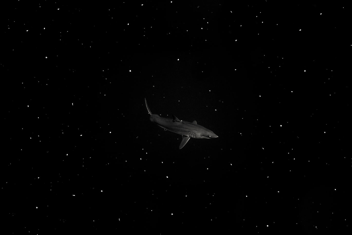 Black in Black, 2014