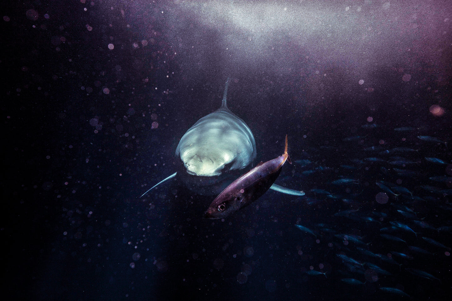 BLACK PEARL VII