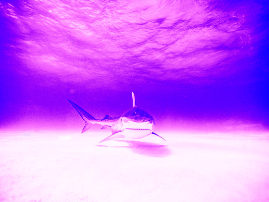 Le Tigre, 2014