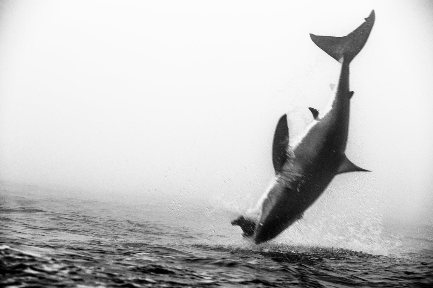 Decoy, 2013