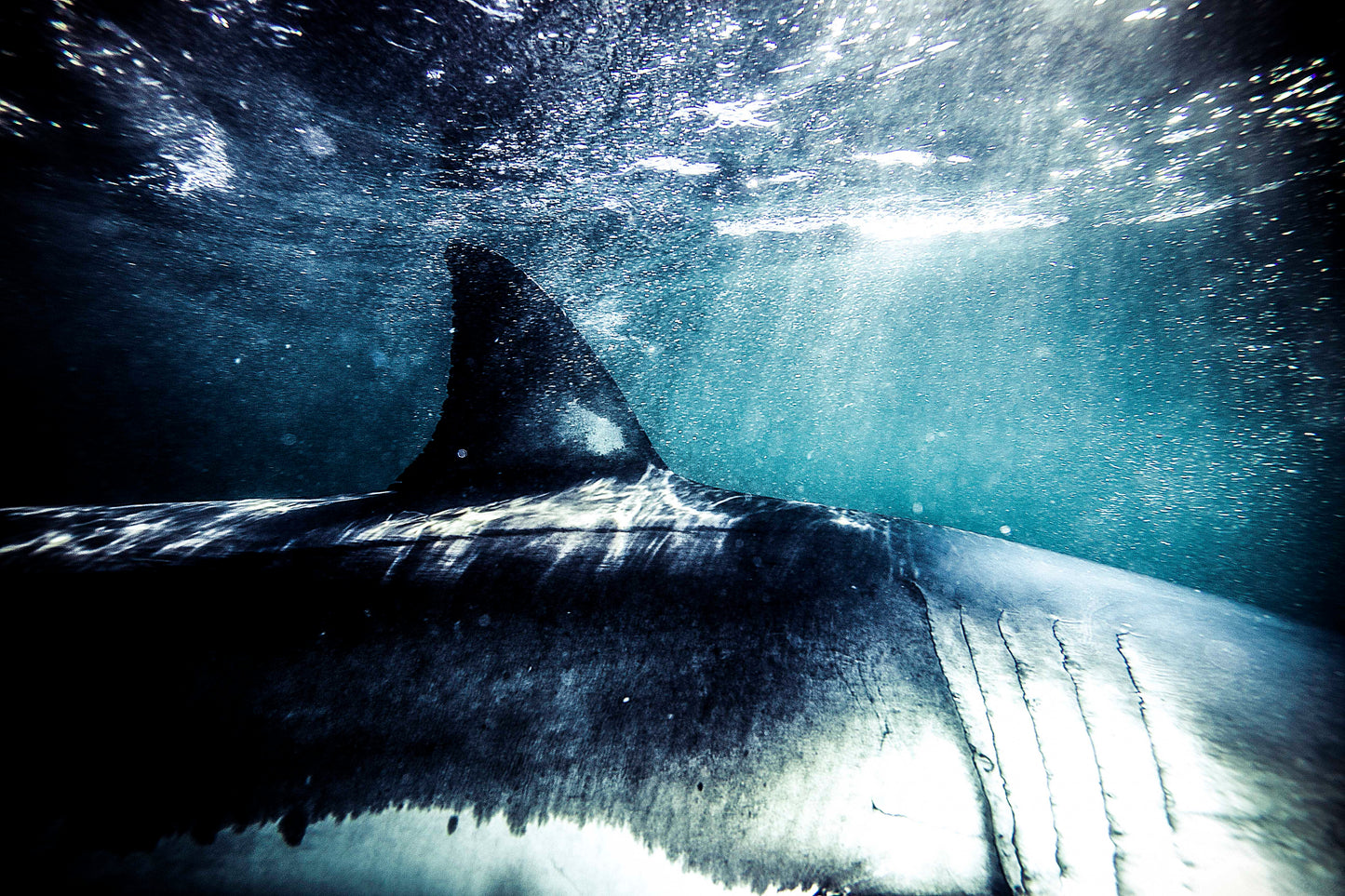 Breaking the Surface, 2013