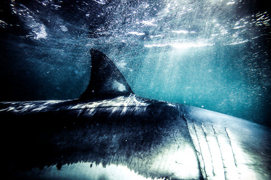 Breaking the Surface, 2013
