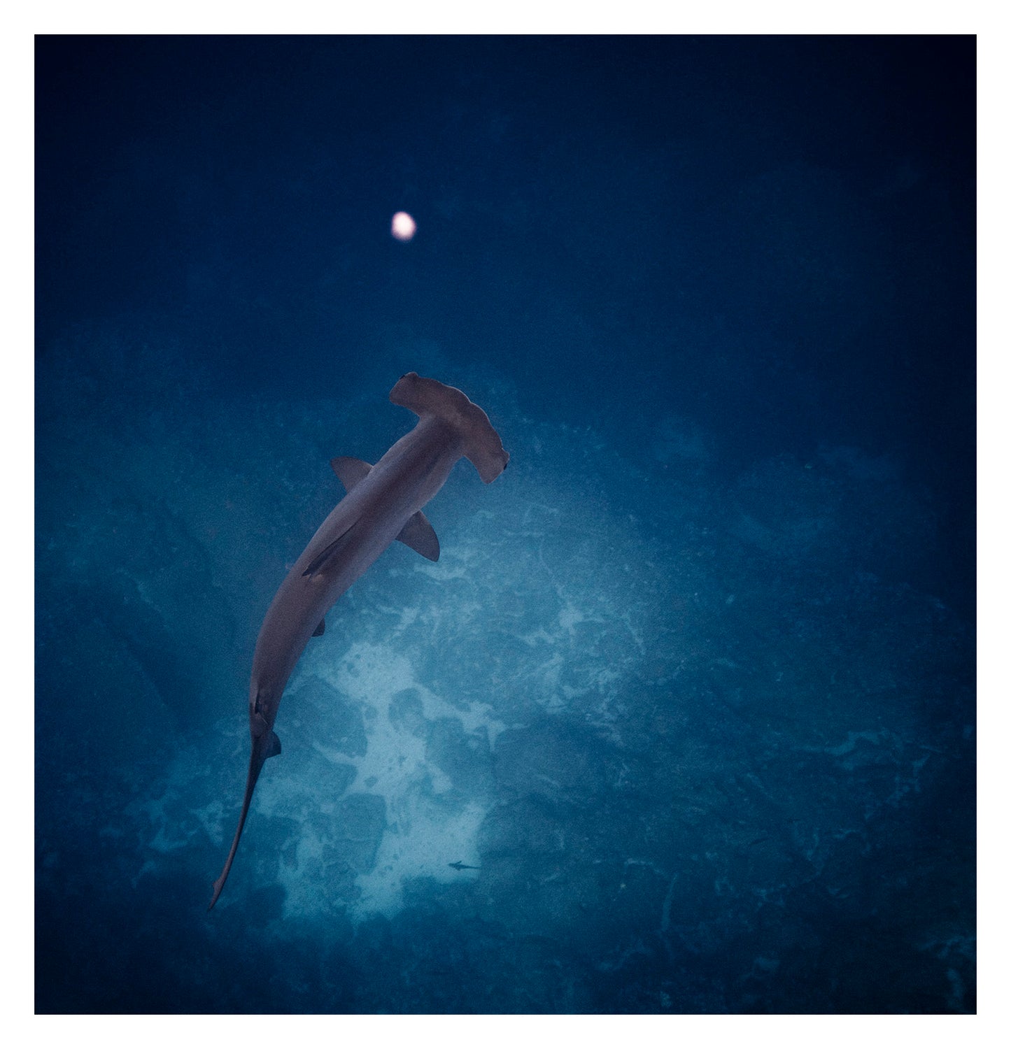 COBALT VIII