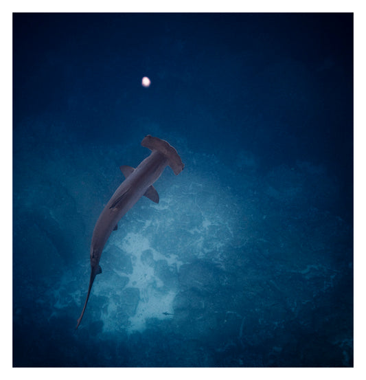 COBALT VIII