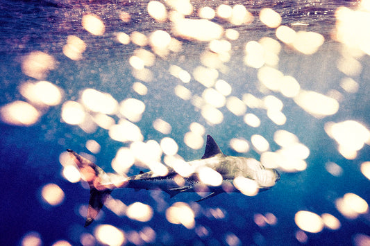 Cold Winter, 2014
