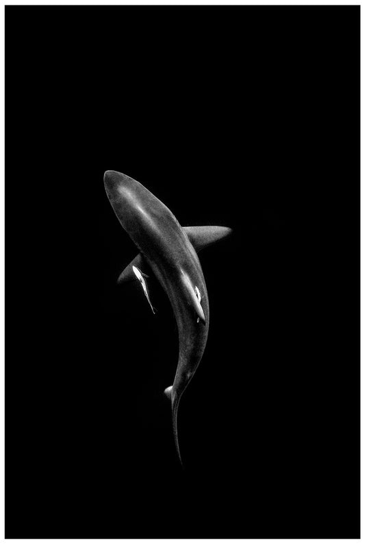 POTASSIUM VIII