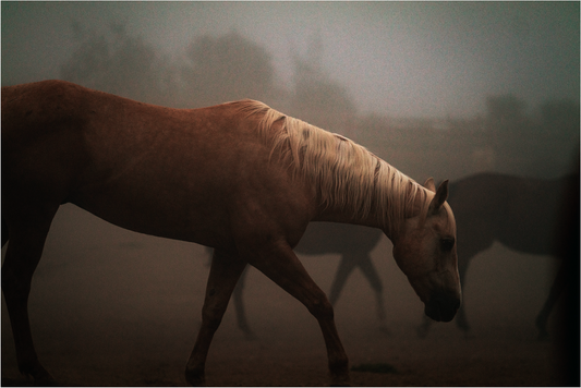 Misty Mountain I