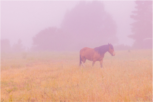 Monet II