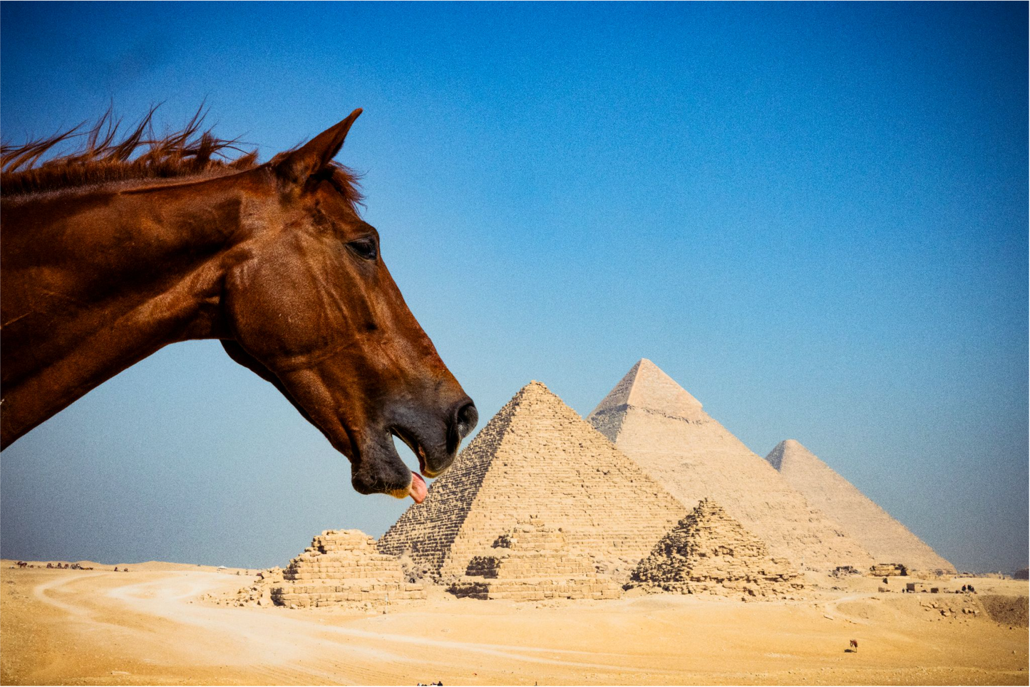 Egyptian Lover