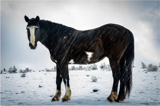 Blizzard