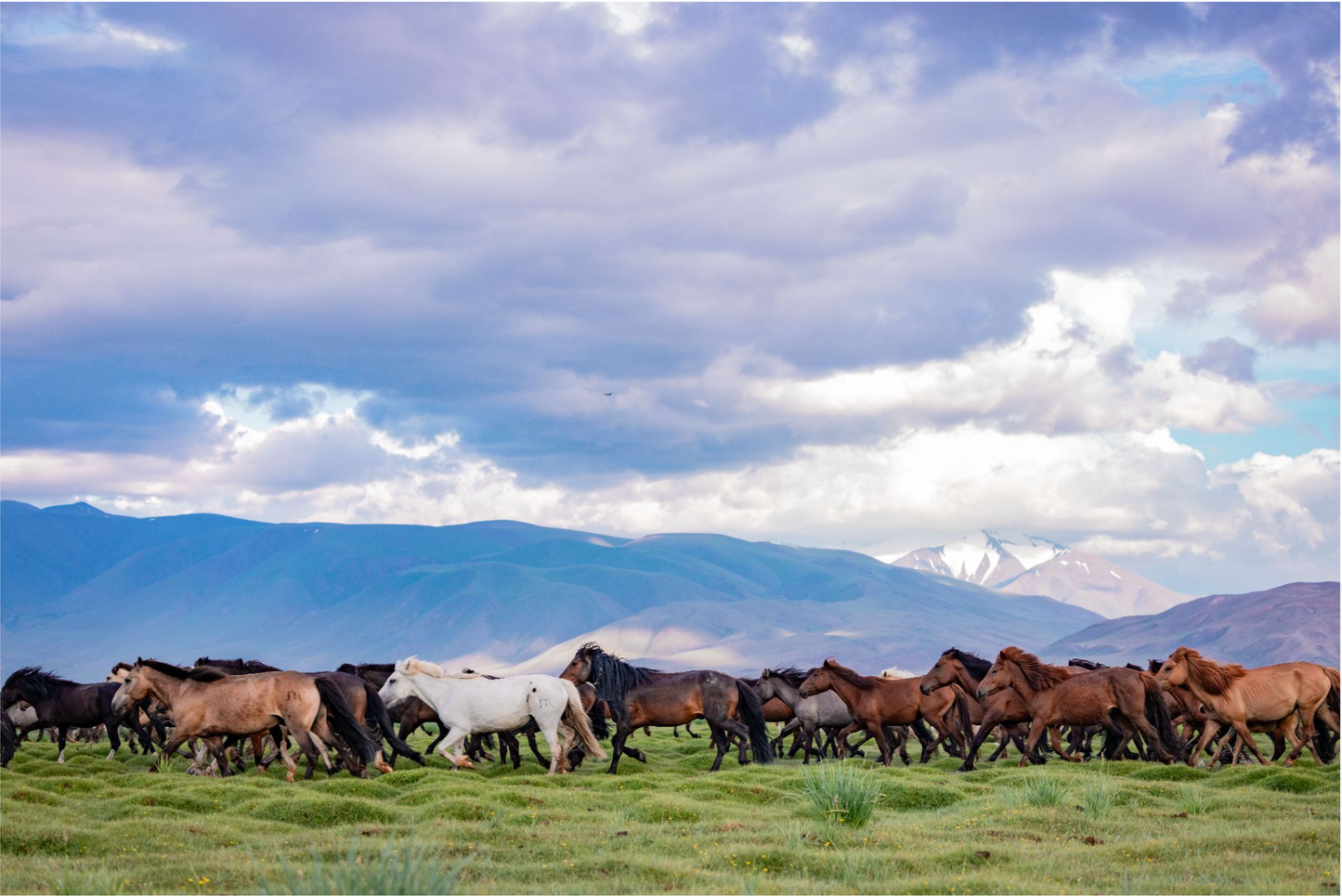 Genghis Herd