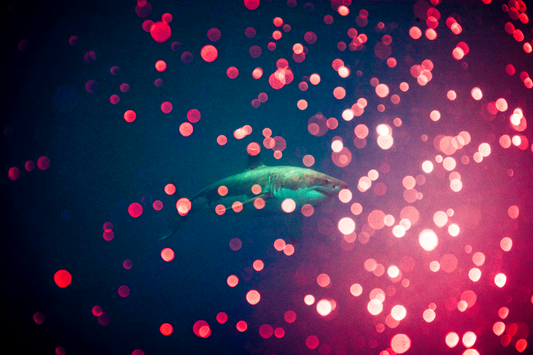 Aura Red, 2009