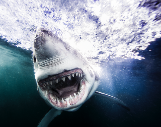 Fear, 2015