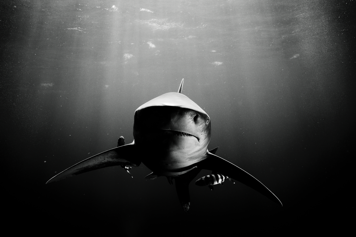 Standoff, 2014